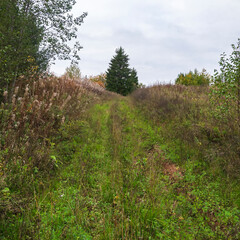 overgrown forest road