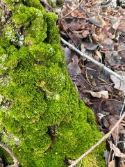 moss on tree