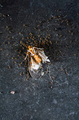 the carcass of a butterfly surrounded by tiny red ants on the cement floor