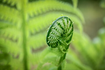 A fern shoot on a blurry green background. Selective focus