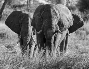 African Elephant Trio in Black and White