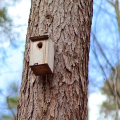 Budka lęgowa dla ptaków na drzewie