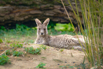 Macropus kangaroo resting in a park © Andreas Furil/Wirestock Creators
