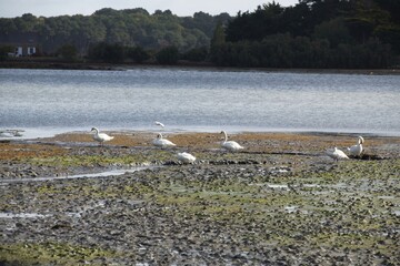 swans in the lake