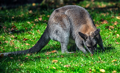 Bennett`s wallaby on the lawn. Latin name - Macropus rufogriseus  © Mikhail Blajenov