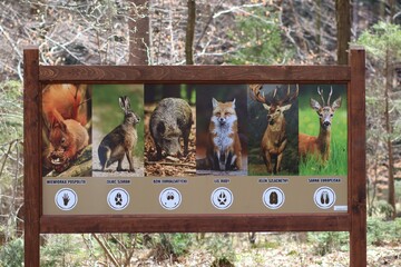 Fototapeta Tropy zwierząt na tablicy informacyjnej w lesie obraz