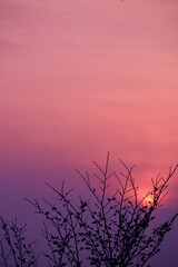 Purple sunset with a tree sillhouette.