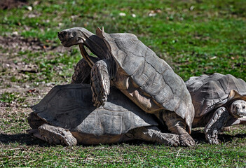 African spurred tortoises coupling on the lawn. Latin name - Geochelone sulcata