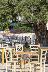 Fototapeta na wymiar A Greek cafe-restaurant under a big old olive tree 