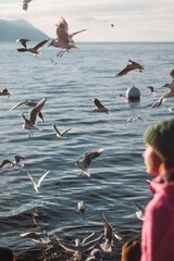 seagulls on the beach