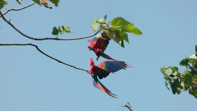 a slow motion clip of a scarlet macaw landing on a branch at mirador de jaco in costa rica