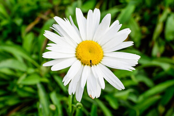 Obraz premium Close up of one large white Leucanthemum vulgare flower known as ox - eye daisy, oxeye daisy or dog daisy in a sunny summer garden, fresh natural outdoor and floral background.
