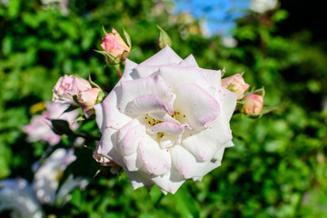 Large bush with many delicate white roses and green leaves in a garden in a sunny summer day, beautiful outdoor floral background photographed with soft focus.