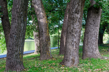 Monochrome natural background of old trees with grey textured bark in a park in a sunny summer day.