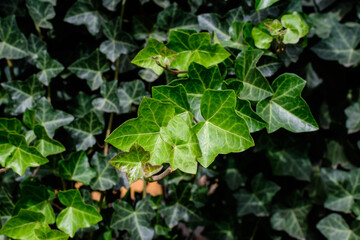 Background with many green leaves of Hedera helix, the common ivy, English or European ivy plant in an autumn garden, beautiful outdoor monochrome background.