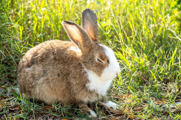 Fluffy cute rabbit sweetly sleeps on grass in the garden
