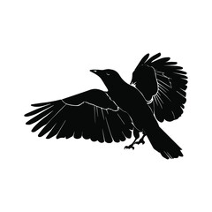 Fototapeta premium raven