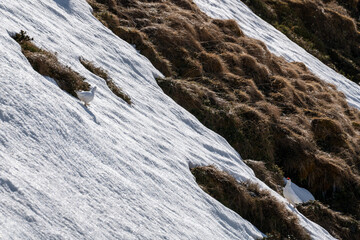 Fototapeta na wymiar a pair of rock ptarmigan, lagopus muta, in the snow capped alps on a sunny spring day 