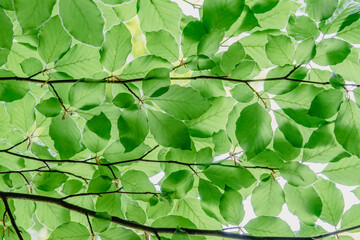 European beech green leaves