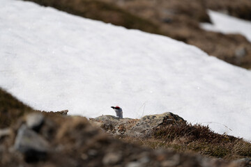 a Rock Ptarmigan, lagopus muta,  male on the snow capped alps at a sunny spring day
