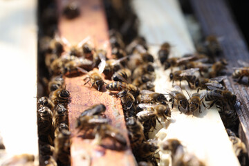Bee farm in the apiary collects pollen closeup