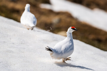 a pair of rock ptarmigan, lagopus muta, in the snow capped alps on a sunny spring day 