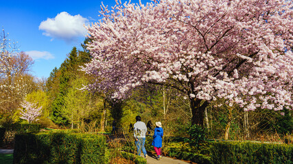 Walkling through gardens at Bear Creek Park, Surrey, BC, past Cherry blossoms on a sunny Spring day.