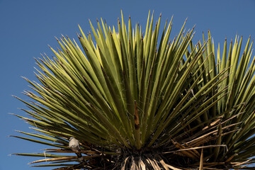 White-winged dove (Zenaida asiatica) in yucca;  Living Desert State Park;  Carlsbad, New Mexico