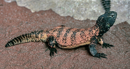 Spiny-tailed agama on the sand. Latin name - Uromastyx dispar flavifasciata