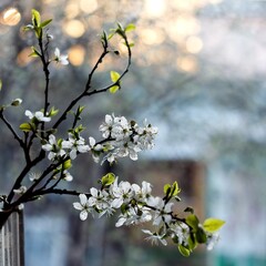 blooming tree in spring