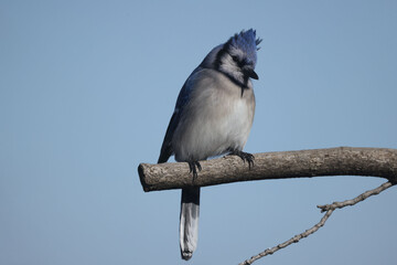 Blue Jays perching on feeder or fighting off brown headed cowbird or other blue jays
