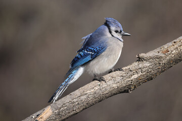 Blue Jays perching on feeder or fighting off brown headed cowbird or other blue jays
