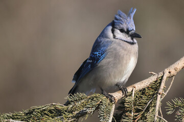 Blue Jays perching on feeder or fighting off brown headed cowbird or other blue jays
