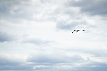 black-tailed gull in the sky