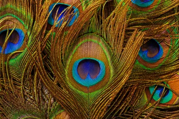 Keuken spatwand met foto macro peacock feathers,Peacock feathers close-up © banjongseal324