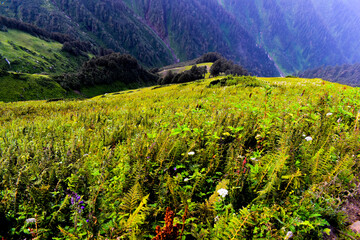 field with flowers