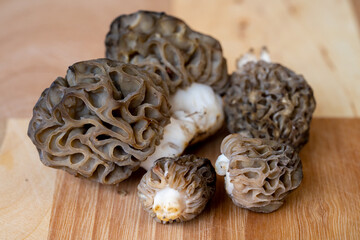 Black Morels on Wood
