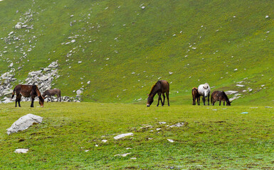 herd of horses