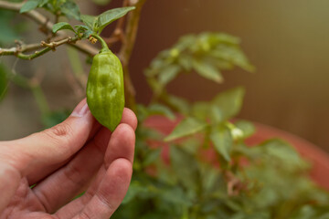 Fototapeta premium Hands of a young man growing habanero chili in an urban garden.