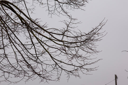 Bare branches and grey sky