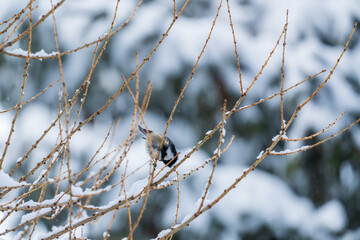 a coal tit perched on a larch at a snowy spring day