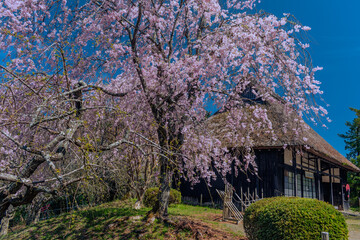 しだれ桜と古民家の風景　春イメージ