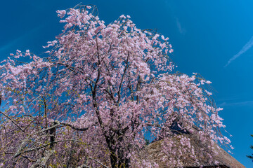 Fototapeta na wymiar しだれ桜と古民家の風景　春イメージ