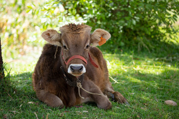 Becerro descansando en la sombra y mirando a la cámara. Concepto de animales y naturaleza.