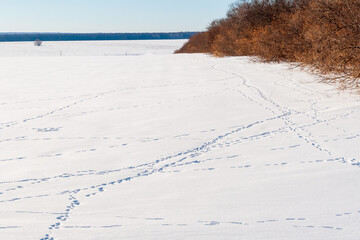 Snow-covered winter field with traces of wild animals. Animal tracks in the snow.