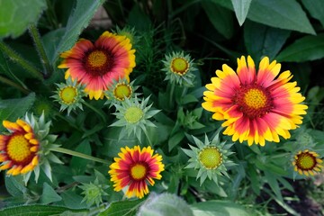 beautiful rudbeckia with yellow-red petals