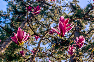 モクレンの花 春イメージ