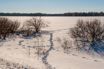 Traces of a wild animal in the field leaving in the forest. Animal tracks in the snow.