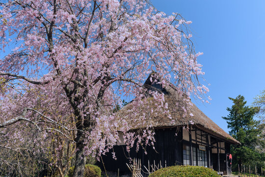 しだれ桜と古民家の風景　春イメージ