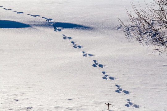 Lonely hare footprints. Hare tracks go across the snowy field into the winter forest. Animal tracks in the snow.